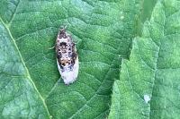 Hedya nubiferana