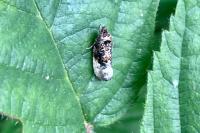 Hedya nubiferana