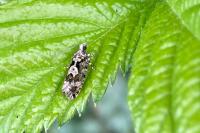 Zeiraphera isertana