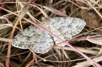 Ectropis crepuscularia