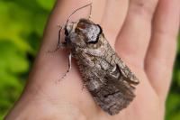 Cossus cossus