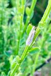 Crambus pascuella