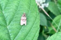 Orthotaenia undulana