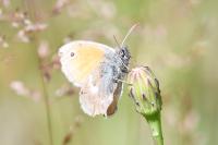 Coenonympha pamphilus