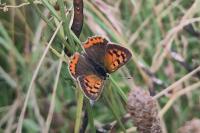 Lycaena phlaeas