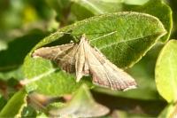 Endotricha flammealis