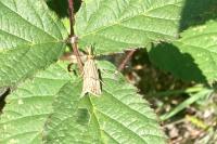 Chrysocrambus linetella