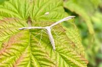 Emmelina monodactyla