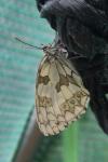 Melanargia galathea