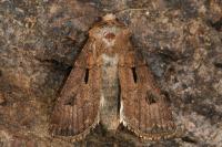 Agrotis exclamationis