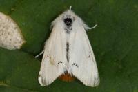 Euproctis chrysorrhoea