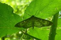 Patania ruralis