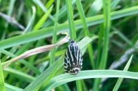 Emmelia trabealis
