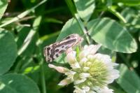 Emmelia trabealis