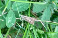 Chrysoteuchia culmella
