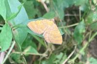 Camptogramma bilineata