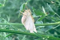Ennomos erosaria