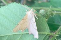 Ennomos erosaria