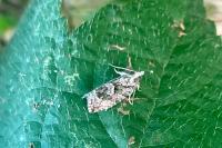 Zeiraphera isertana