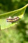 Acronicta tridens