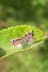 Acronicta tridens