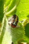 Acronicta tridens