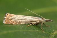 Chrysoteuchia culmella