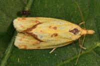 Agapeta hamana
