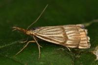 Chrysocrambus linetella