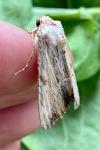 Apamea lithoxylaea