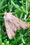 Apamea lithoxylaea