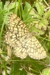 Chiasmia clathrata