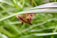 Endotricha flammealis
