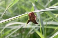 Endotricha flammealis