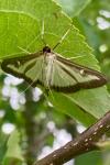 Cydalima perspectalis