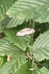 Epirrhoe alternata