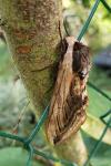 Sphinx ligustri