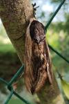 Sphinx ligustri