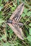 Sphinx ligustri