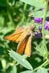 Thymelicus sylvestris