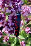 Zygaena filipendulae