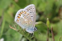 Polyommatus icarus