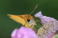 Thymelicus sylvestris