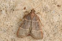 Hypsopygia glaucinalis