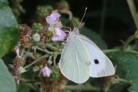 Pieris brassicae