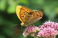 Argynnis paphia