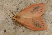 Miltochrista miniata