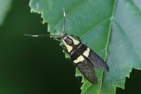 Dasycera oliviella