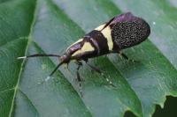 Dasycera oliviella