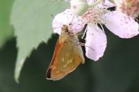 Ochlodes sylvanus